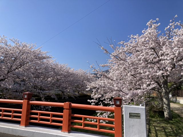 「貫川桜並木」2022.4