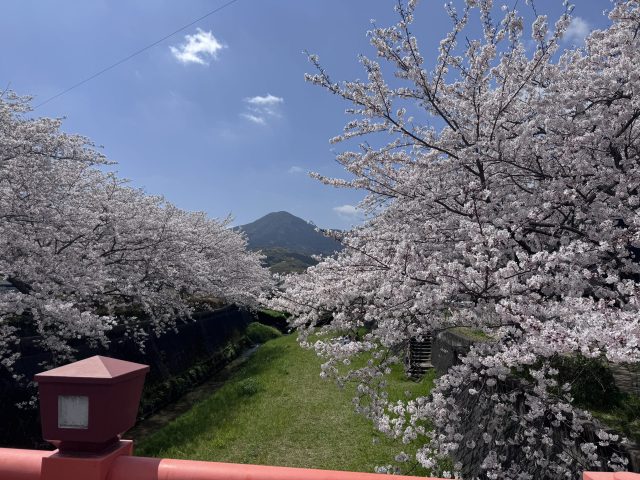【地元散策】貫川の桜並木が満開に。小倉南区の春を歩く。